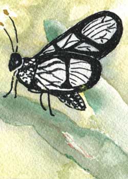 "Galapagos Butterfly" by Anne Irish, Middleton WI - Watercolor